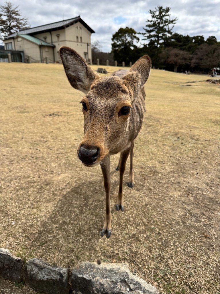 A Nara deer looking directly at the camera in Nara Park