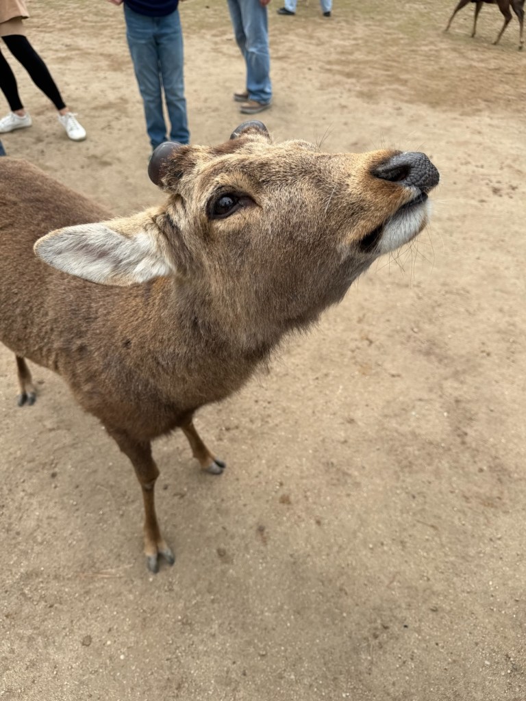 Extreme close-up of a deer nudging the camera in Nara Park