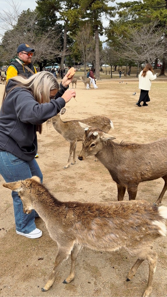 Devon feeding a cracker to a deer in Nara Park